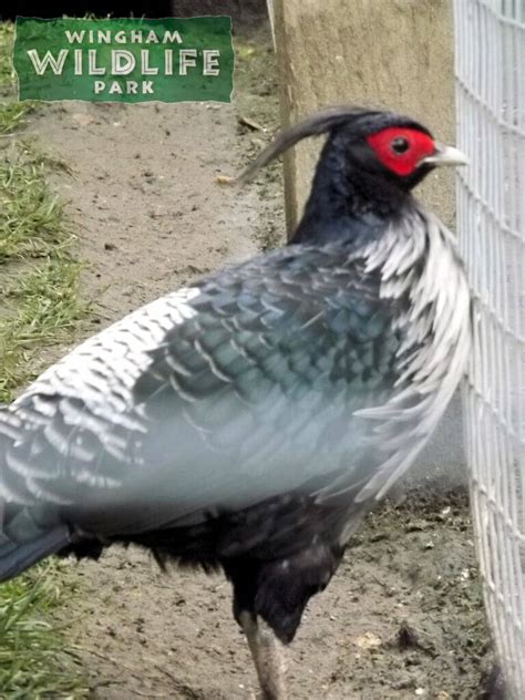 Nepal Kalij Pheasant - Animal Experiences At Wingham Wildlife Park In Kent