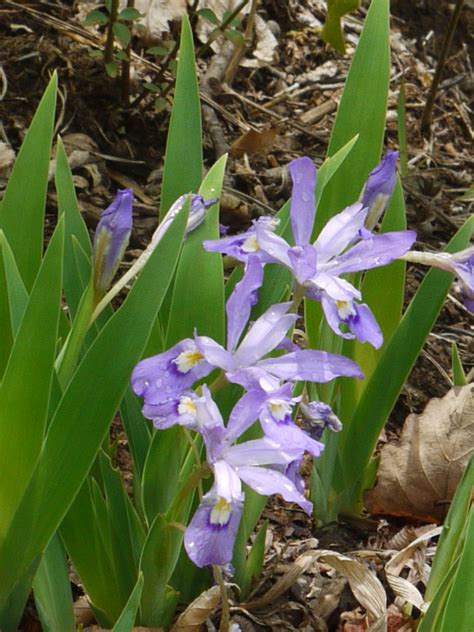 Dwarf crested iris | Identify that Plant