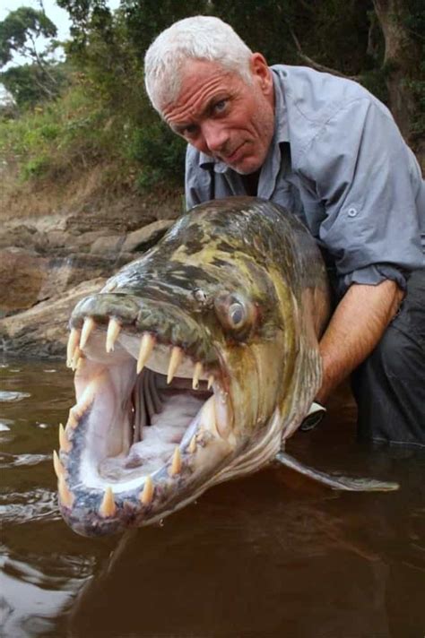 Unusual Animals: Hydrocynus Goliath » GagDaily News