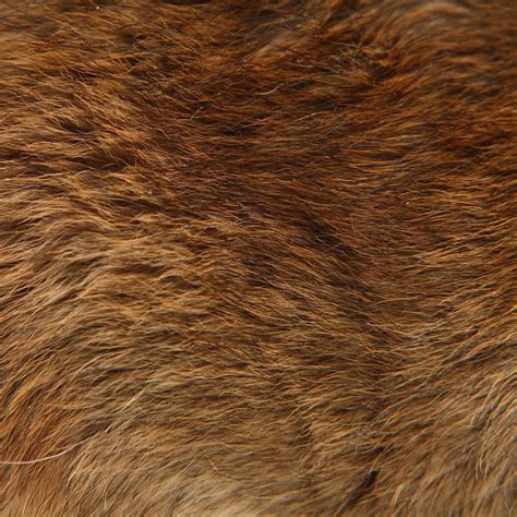 BEAR FUR Brown bear fur. | Animal skin, Fur texture, Texture