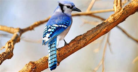 The Blue Jay Nest: Blue Jay Nesting Habits - Daily Birder