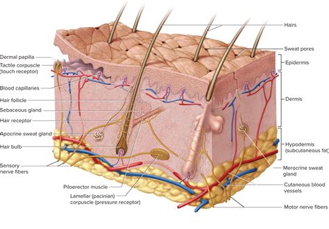 Lab 5 Integumentary System Diagram | Quizlet