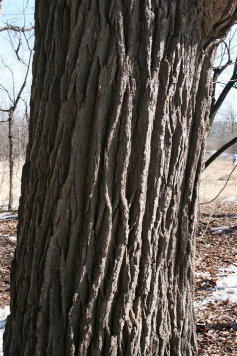 Bur oak | The Morton Arboretum