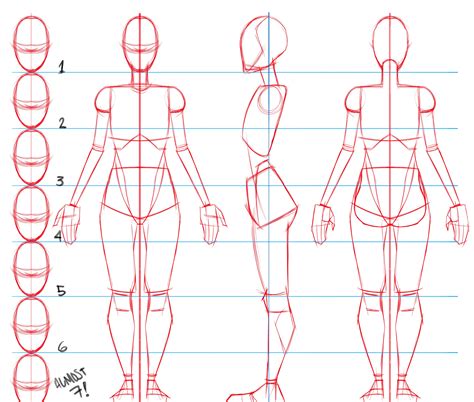 The Human Female Figure - The Character Designer (2020) | Human body ...