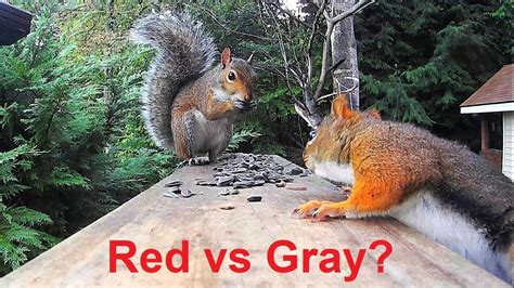 Red Squirrel vs. Gray Squirrel - YouTube