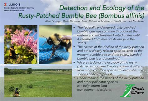 Rusty Patched Bumble Bee – Population and Community Ecology (PACE) Lab