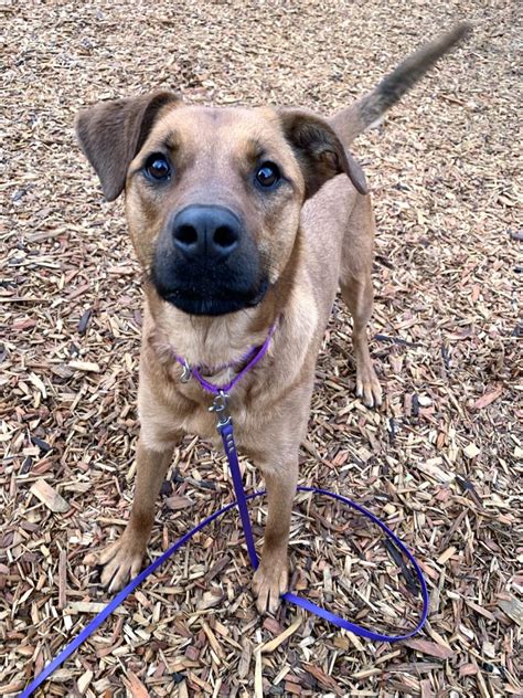 Kitsap Humane Society | Pet of the Week – Honey Bear!