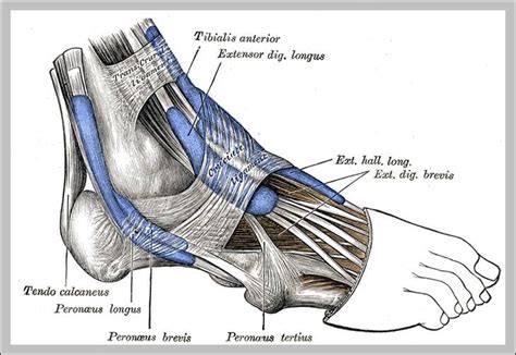 peroneal muscle | Anatomy System - Human Body Anatomy diagram and chart ...