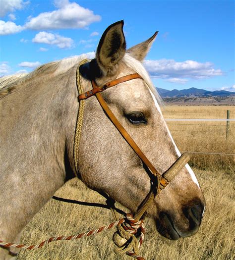 File:Bosal on horse.jpg - Wikimedia Commons