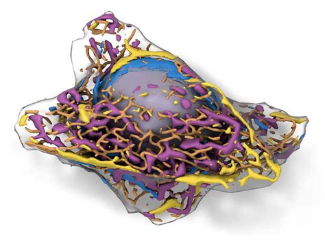 Allen Institute launches 3D model of live human cell - Pharmaceutical ...