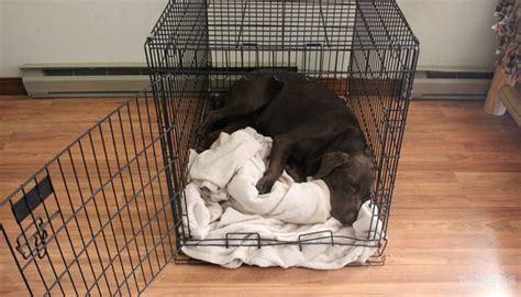 Dog Crate Sizes: How to Size a Dog Crate and Buy the Right Fit