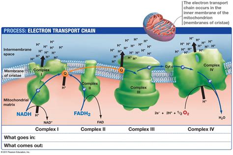 Electron Transport Chain | biochemist01