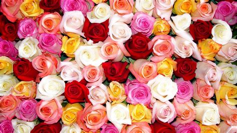 Roses Wallpapers - Wallpaper Cave