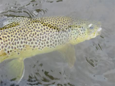 Brown Trout Facts - Some Lesser Known Facts About this Trout Species