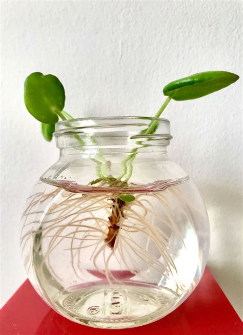 how to propagate money tree from cuttings - Luis Vogel