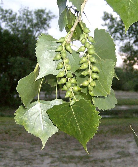 Nehawka Primitive Skills: Natakaaru (Pawnee) - Cottonwood Tree