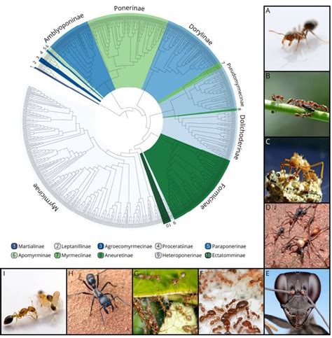 The Global Ant Genomics Alliance (GAGA) | Ants, Genomes & Evolution ...