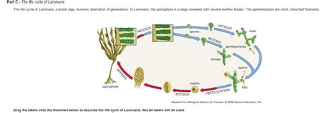 Solved: The Life Cycle Of Laminaria The Life Cycle Of Lami... | Chegg.com