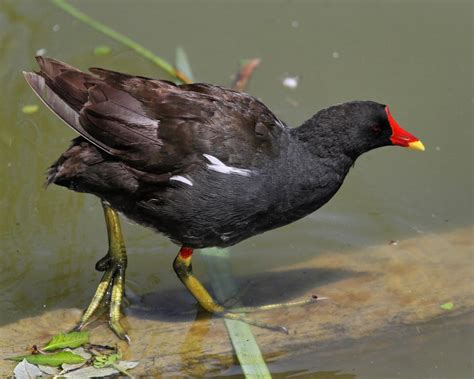 Aprende Todo Sobre Rallidae, Una Familia De Aves Aprende Todo Sobre Rallidae, Una Familia De Aves