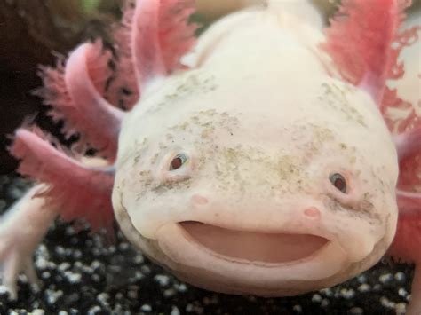 Smile! : r/axolotls