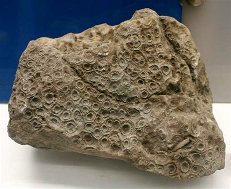 Louisville Fossils and Beyond: Acervularia truncata coral fossil