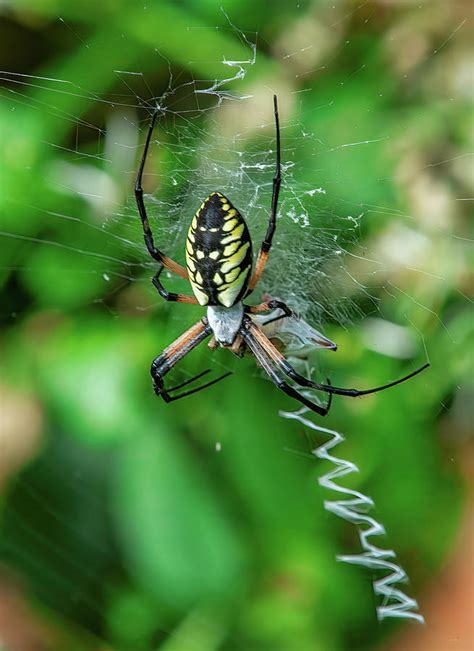 Black and Yellow Argiope DIN0366 Photograph by Gerry Gantt - Pixels