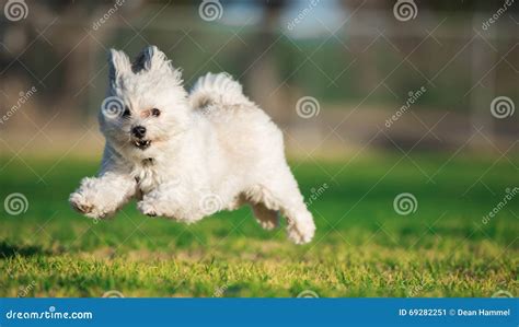 Happy Jumping Dog stock image. Image of running, playful - 69282251