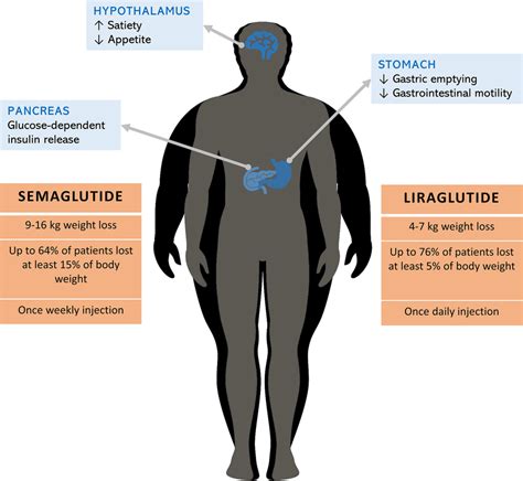 GLP-1RAs: Mechanism of action and impact on weight loss | Download ...