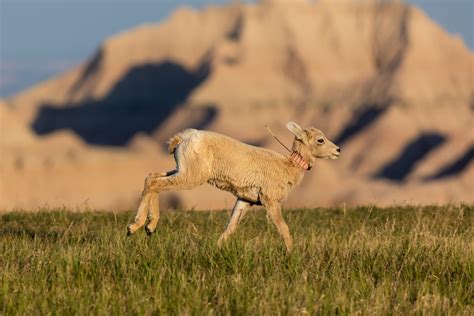 Baby Bighorn Sheep in Badlands National Park : r/NationalPark