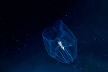 Round Jelly Fish Free Stock Photo - Public Domain Pictures