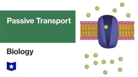 Passive Transport | Biology - YouTube