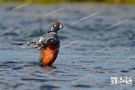 Harlequin Duck (Histrionicus histrionicus) adult male, breeding plumage ...