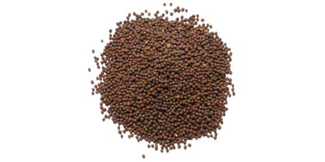 Brown Mustard Seeds Manufacturer, Supplier and Exporter