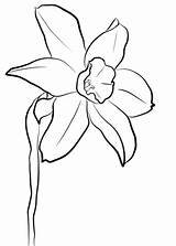 Narcissus coloring Pages To Download And Print For Free sketch template