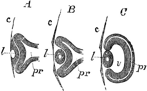 Development of the Primary Optic Vesicle in a Chick | ClipArt ETC