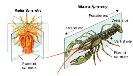 Bilateral Symmetry: Definition, Examples & Advantages - Video & Lesson Transcript | Study.com