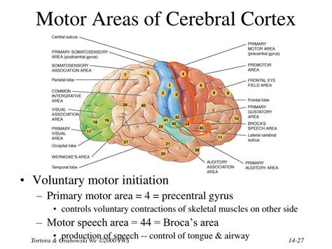 PPT - Chapter 14 The Brain and Cranial Nerves PowerPoint Presentation - ID:405833