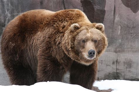 Stunning HD picture of a majestic grizzly bear : bears