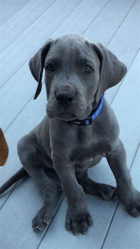 Blue Great Dane puppy 8 Weeks old in 2024 | Dane puppies, Dane dog ...