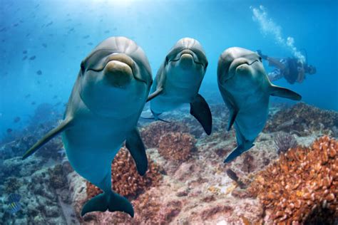 ≡ 6 Amazing Facts About Dolphin Intelligence Brain Berries