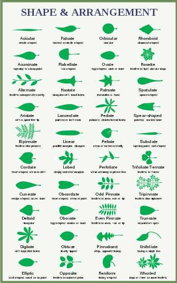 Types of Tree Leaves (Pictures) - Identification Guide With Leaf Charts