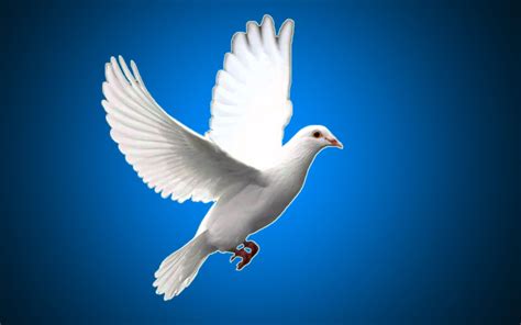 White Pigeon High Definition Wallpaper 84874 - Baltana