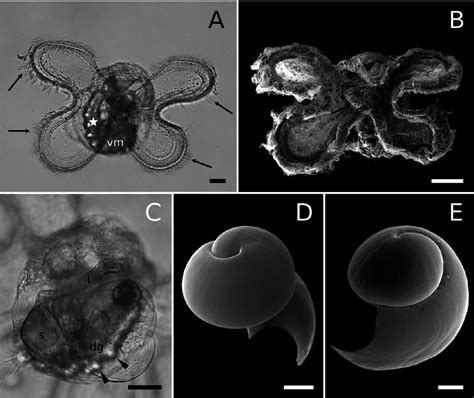 Late veliger larvae of Strombus pugilis . A. Light micrograph of 9 d ...