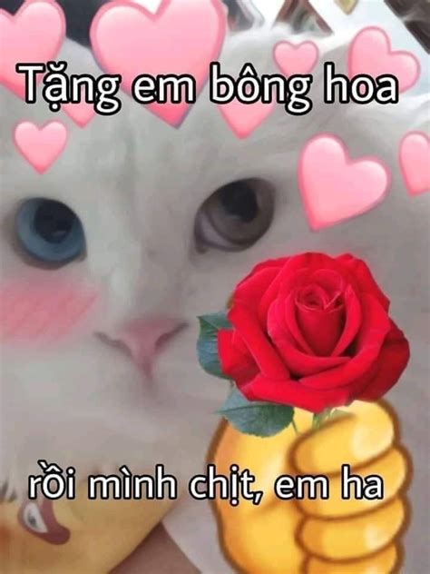 Ghim của Ngov trên meme | Ảnh vui, Hài hước về tập luyện, Ảnh vui nhộn