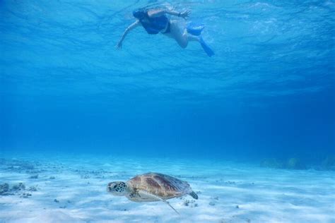 Snorkeling alla tartaruga marina alle Isole Kerama e Zamami Island fornito da Kerama Kayak ...