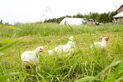 Merrifield Farms - Free Range, Grass Fed Chicken, Local Farm