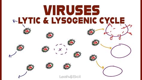 Lysogenic Cycle Animation