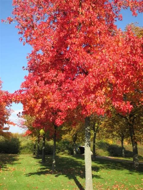 Redpointe Maple Pros And Cons – Your Lawn Fairy