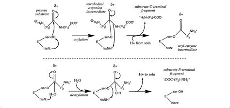 | Chymotrypsin catalytic mechanism. | Download Scientific Diagram