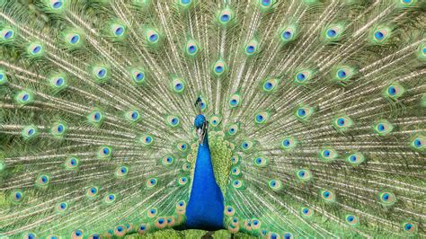 Wallpaper Peacock, open tail, beautiful feathers 1920x1200 HD Picture ...